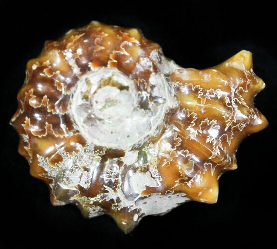 Polished, Agatized Douvilleiceras Ammonite - #29320